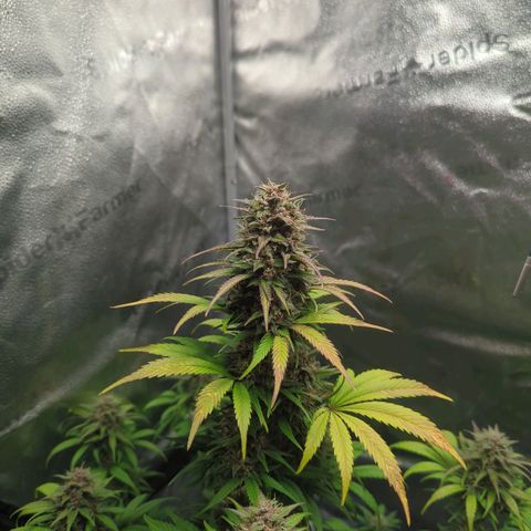 Banana Purple Punch Auto growlog timeline photo