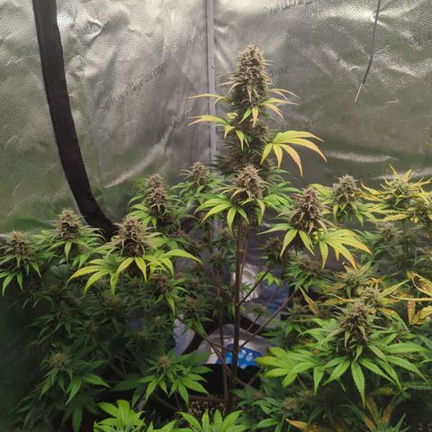 Banana Purple Punch Auto growlog timeline photo