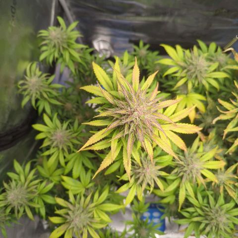 Banana Purple Punch Auto growlog timeline photo