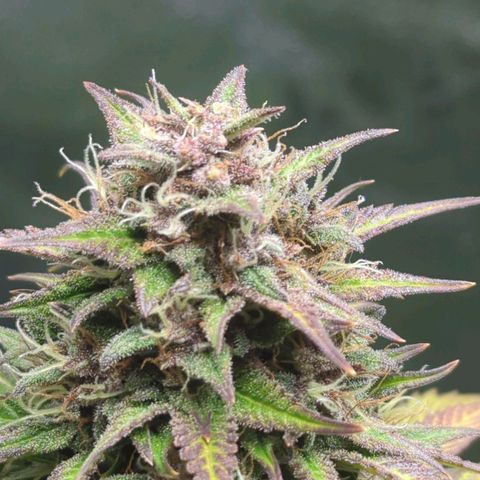 Banana Purple Punch Auto growlog timeline photo