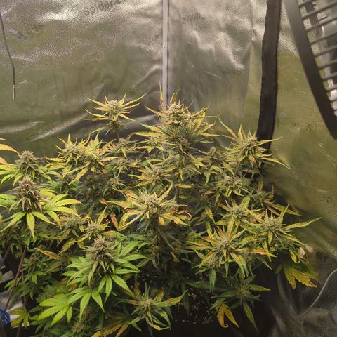 Gorilla Punch Auto growlog timeline photo