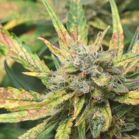 Gorilla Punch Auto growlog timeline photo