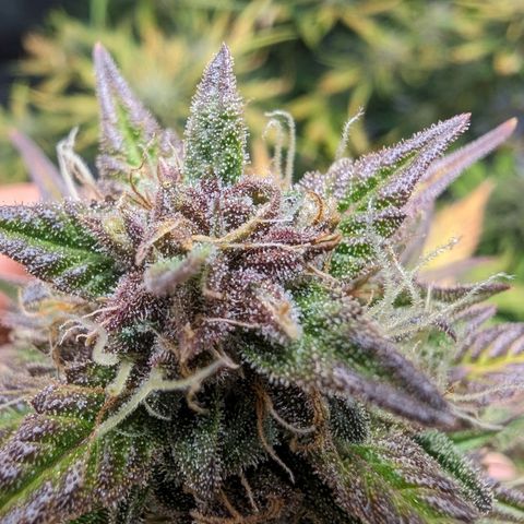 Banana Purple Punch Auto growlog timeline photo