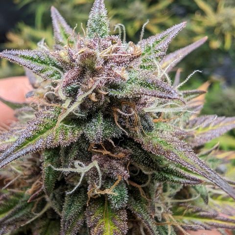 Banana Purple Punch Auto growlog timeline photo