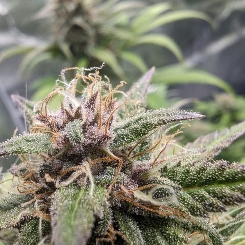 Banana Purple Punch Auto growlog timeline photo