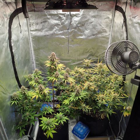 Banana Purple Punch Auto growlog timeline photo