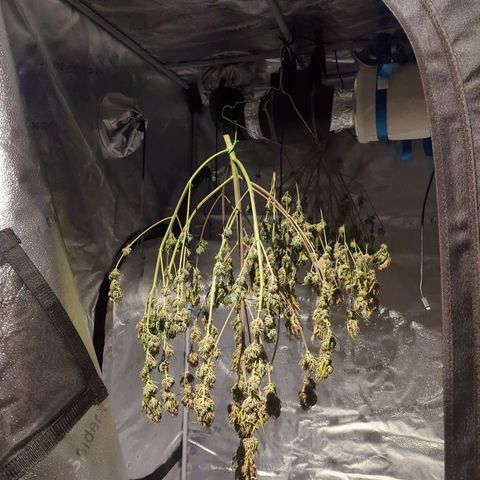Banana Purple Punch Auto growlog timeline photo