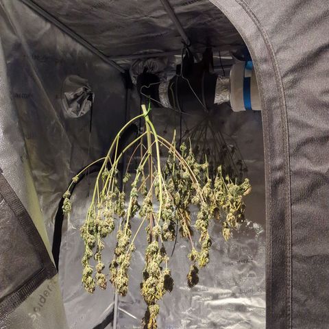 Gorilla Punch Auto growlog timeline photo