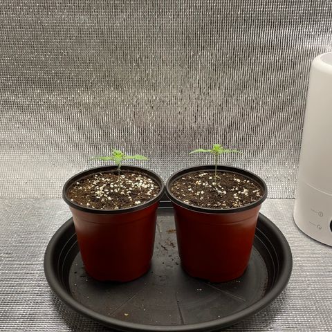 Purple punch auto Fastbuds growlog timeline photo