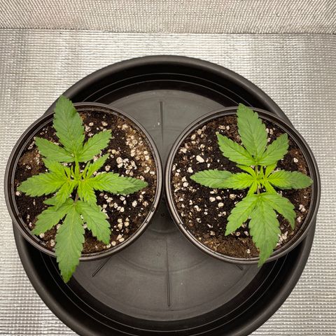 Purple punch auto Fastbuds growlog photo: 13 days