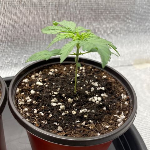 Purple punch auto Fastbuds growlog photo: 13 days