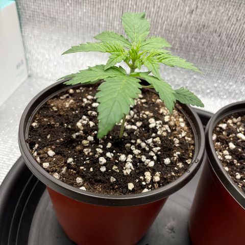 Purple punch auto Fastbuds growlog photo: 13 days