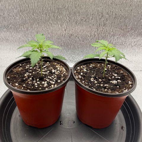 Purple punch auto Fastbuds growlog photo: 13 days