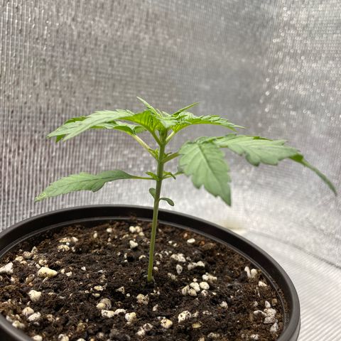 Purple punch auto Fastbuds growlog photo: 14days