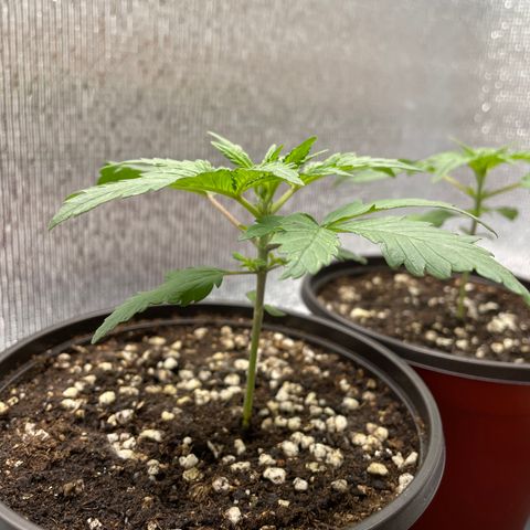 Purple punch auto Fastbuds growlog photo: 14days