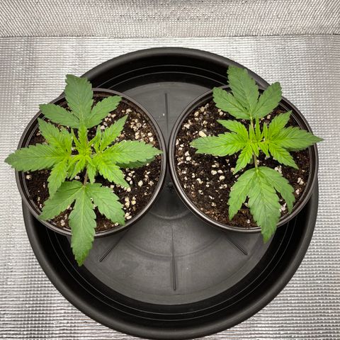 Purple punch auto Fastbuds growlog photo: 14days