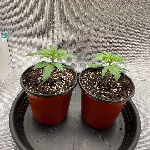 Purple punch auto Fastbuds growlog photo: 14days