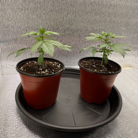 Purple punch auto Fastbuds growlog photo: Day 18