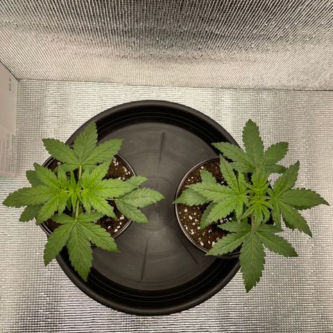 Purple punch auto Fastbuds growlog photo: Day 18
