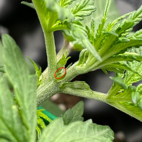 Purple punch auto Fastbuds growlog photo: Day 19