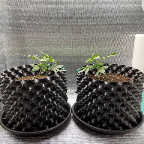 Purple punch auto Fastbuds growlog photo: Day 19