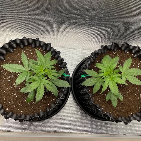 Purple punch auto Fastbuds growlog photo: Day 19