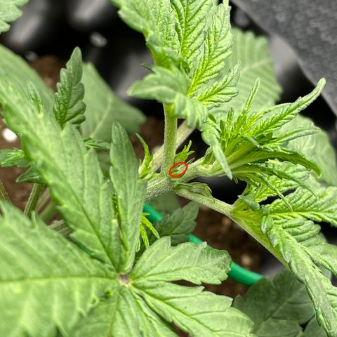 Purple punch auto Fastbuds growlog photo: Day 19