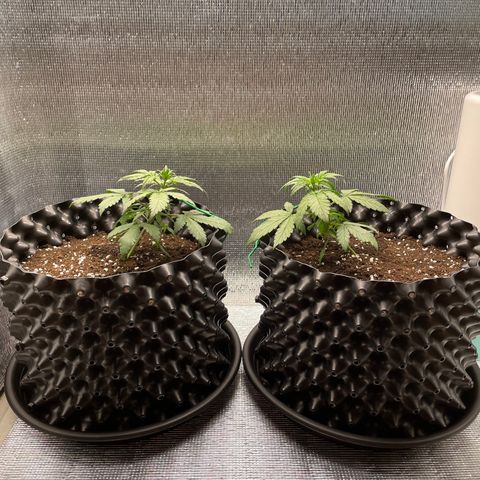 Purple punch auto Fastbuds growlog timeline photo