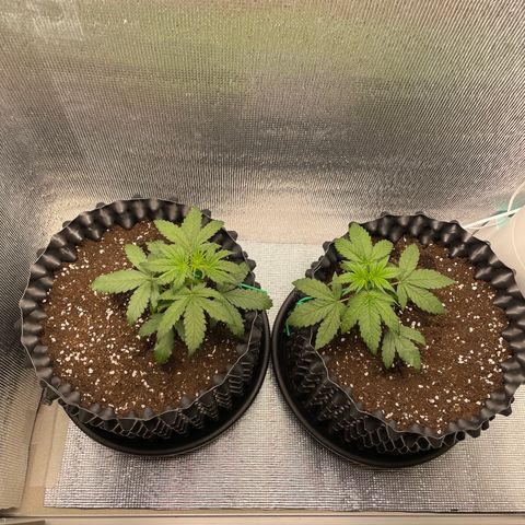Purple punch auto Fastbuds growlog timeline photo