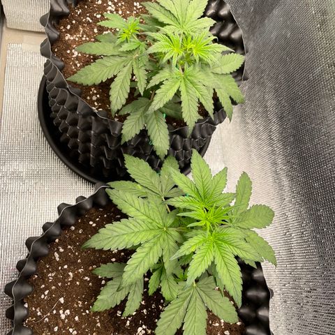 Purple punch auto Fastbuds growlog photo: Day21/week3