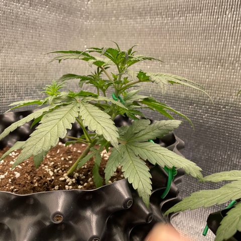 Purple punch auto Fastbuds growlog photo: Day21/week3