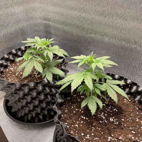 Purple punch auto Fastbuds growlog photo: Day21/week3