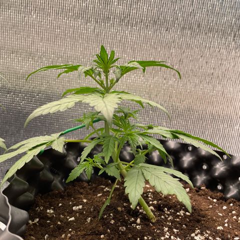 Purple punch auto Fastbuds growlog photo: Day21/week3