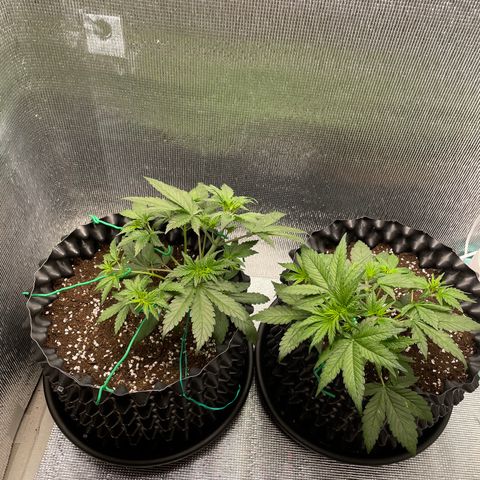 Purple punch auto Fastbuds growlog timeline photo