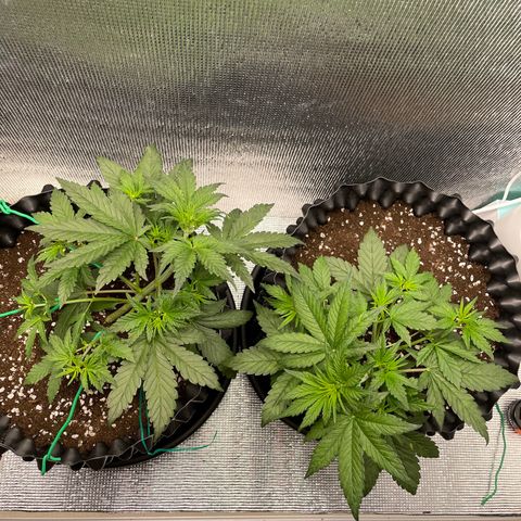Purple punch auto Fastbuds growlog timeline photo