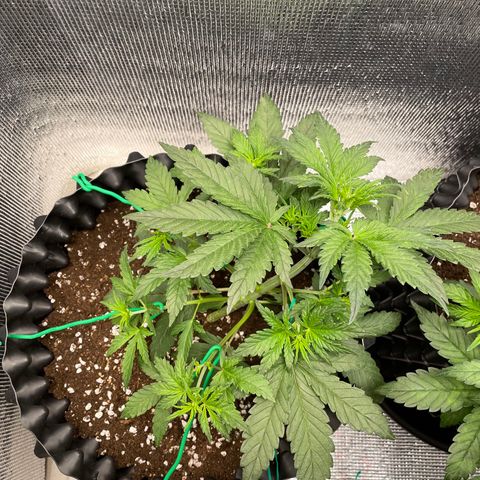 Purple punch auto Fastbuds growlog timeline photo