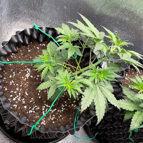 Purple punch auto Fastbuds growlog timeline photo