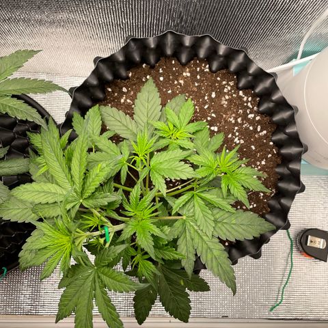 Purple punch auto Fastbuds growlog timeline photo