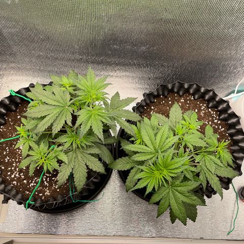 Purple punch auto Fastbuds growlog timeline photo