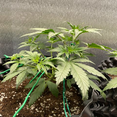 Purple punch auto Fastbuds growlog timeline photo