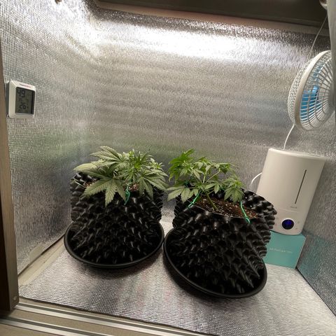 Purple punch auto Fastbuds growlog photo: Day24
