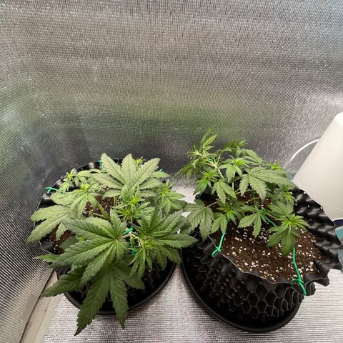 Purple punch auto Fastbuds growlog photo: Day24