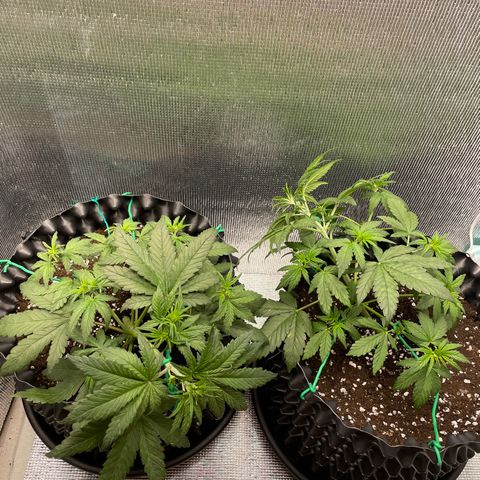 Purple punch auto Fastbuds growlog photo: Day24