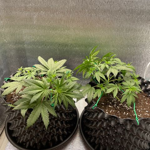 Purple punch auto Fastbuds growlog photo: Day24