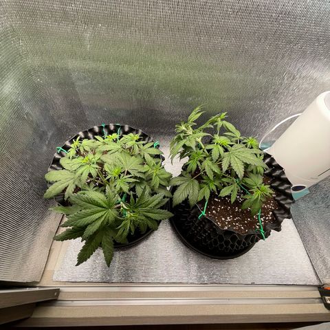 Purple punch auto Fastbuds growlog photo: Day24