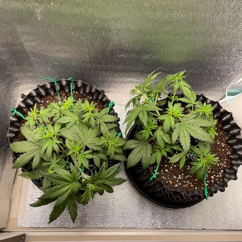 Purple punch auto Fastbuds growlog photo: Day24