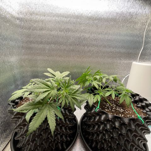 Purple punch auto Fastbuds growlog photo: Day24