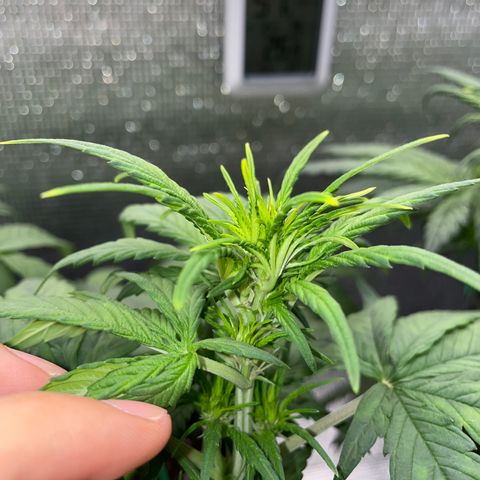 Purple punch auto Fastbuds growlog timeline photo