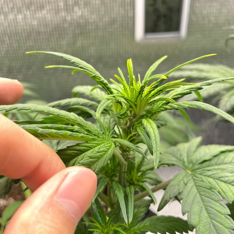 Purple punch auto Fastbuds growlog timeline photo