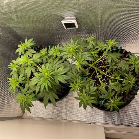 Purple punch auto Fastbuds growlog timeline photo